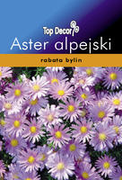 Aster alpinus