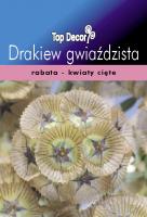 Scabiosa stellata